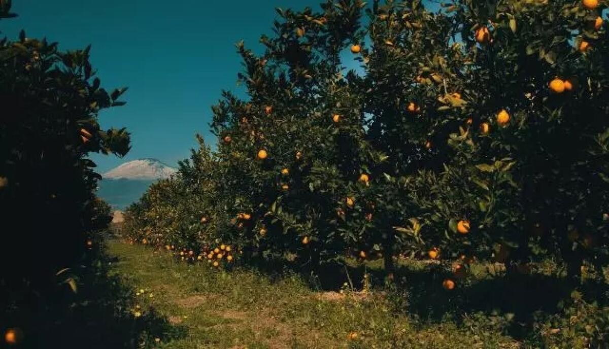 Campagne a secco a Mineo, l'appello di tre consiglieri: «L'acqua ad agosto? Troppo tardi» - 