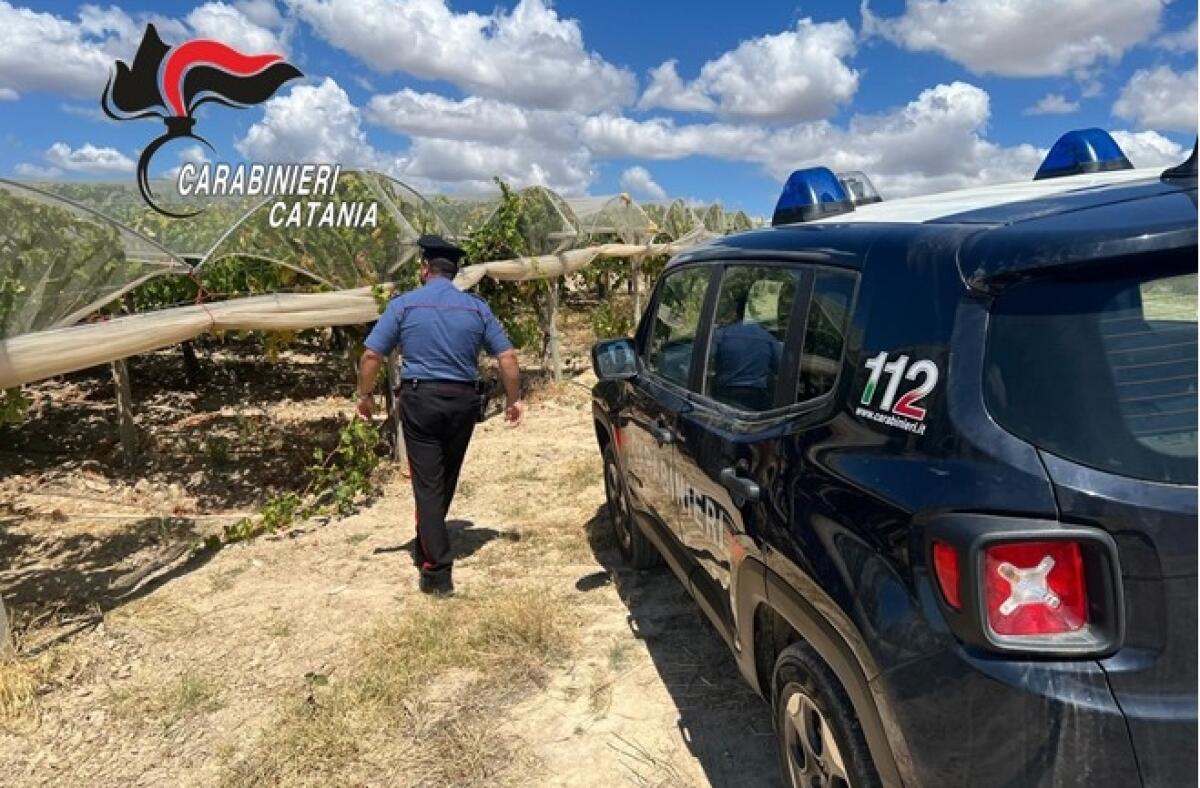 Allarme Furti d'Uva: controlli intensificati dei Carabinieri nei territori di Mazzarrone, Licodia Eubea e Granieri - 