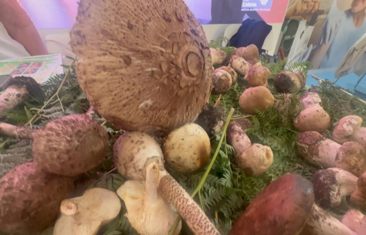 Funghi, parte la stagione di raccolta: l'Asp di Catania potenzia i servizi per la sicurezza - 