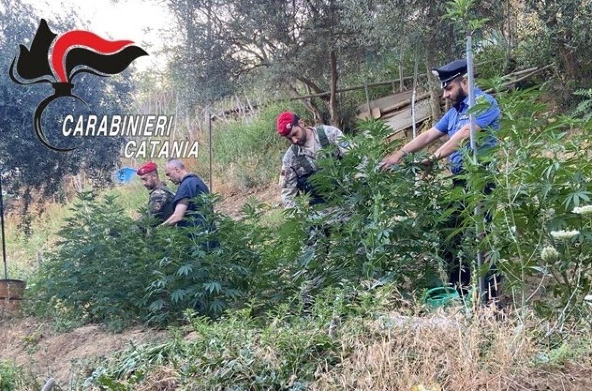Caltagirone: scoperta dai carabinieri piantagione di canapa. Arrestato un 44enne pregiudicato - 