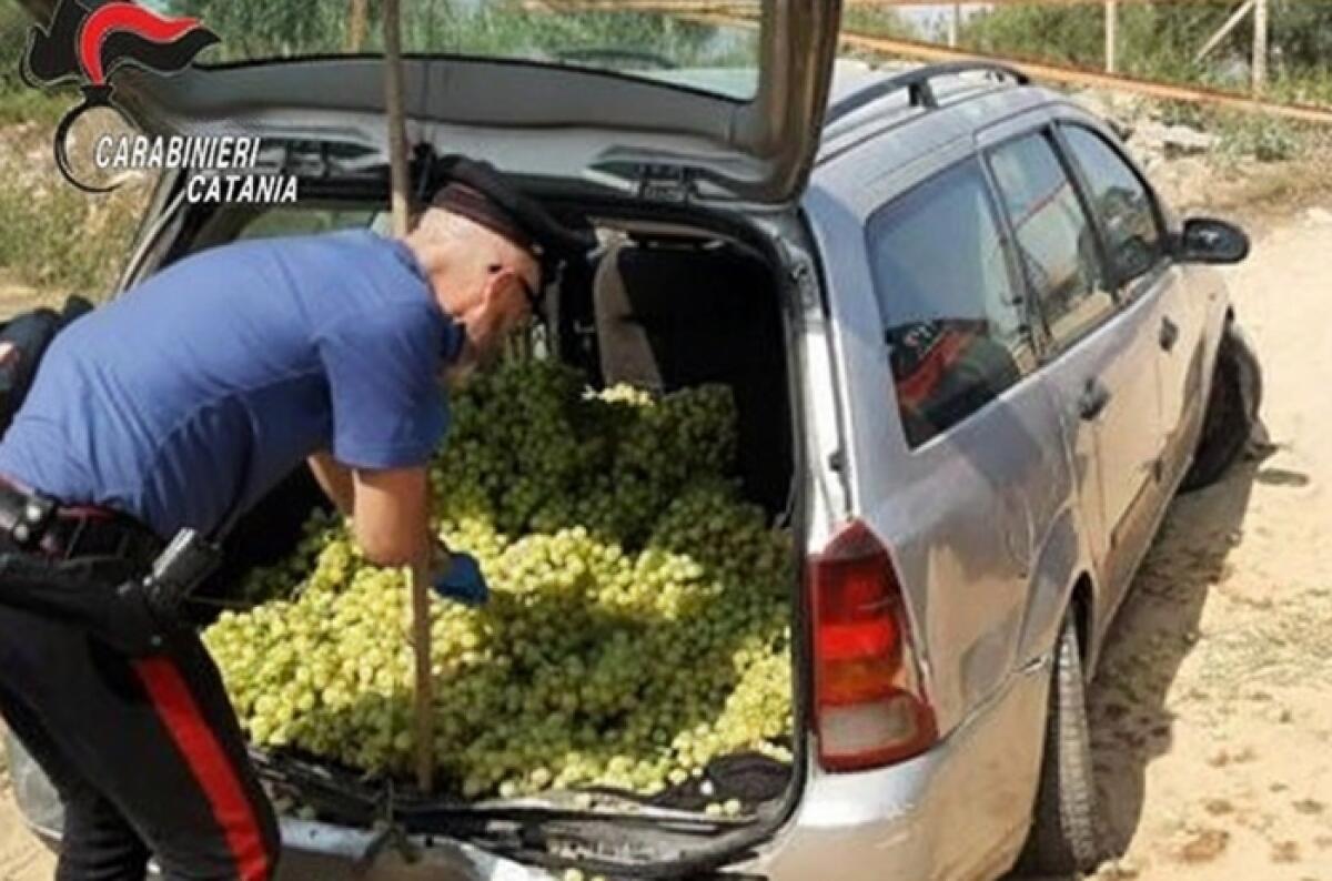 Mazzarrone, furto d'uva: arrestati due uomini, recuperati 380 kg di prodotto - 