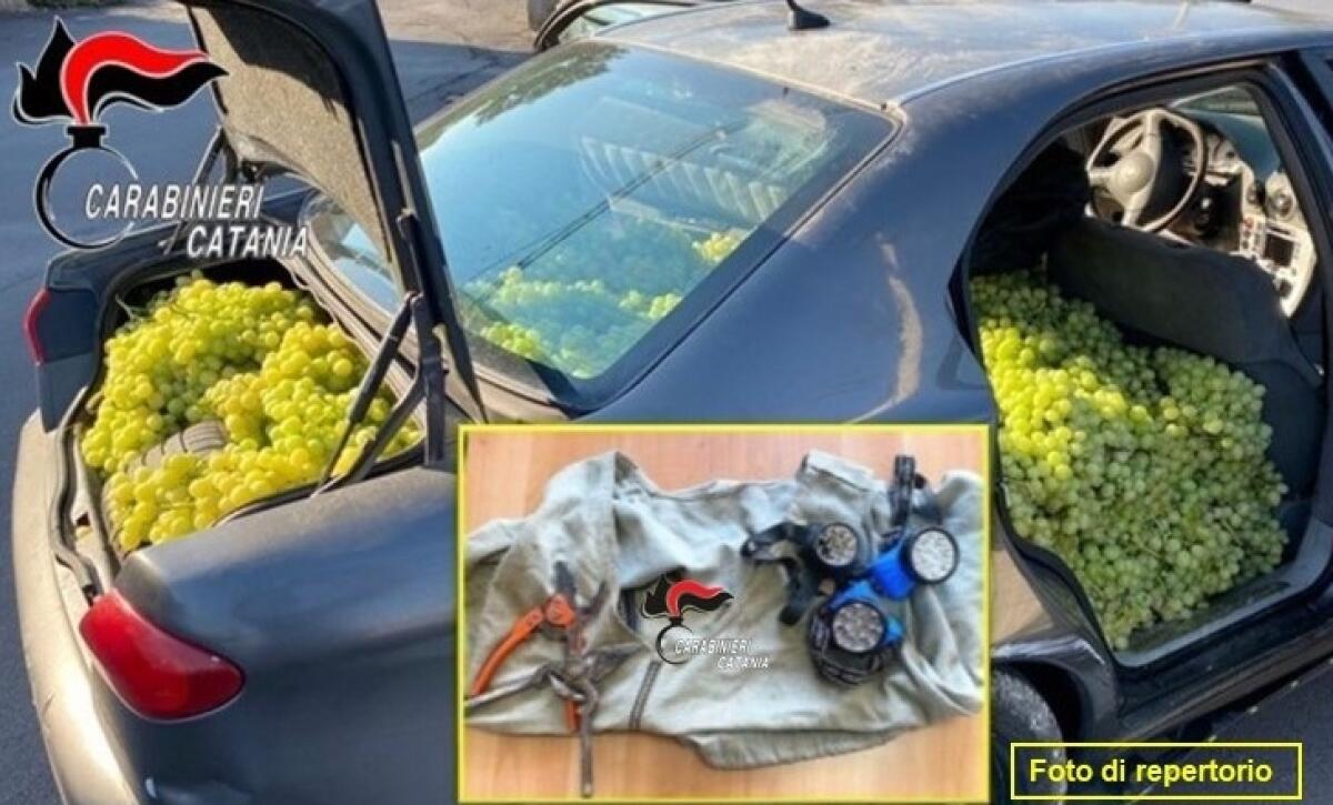 Licodia Eubea: i Carabinieri fermano due “razziatori d’uva” nelle campagne in contrada Sciri Sotto - 