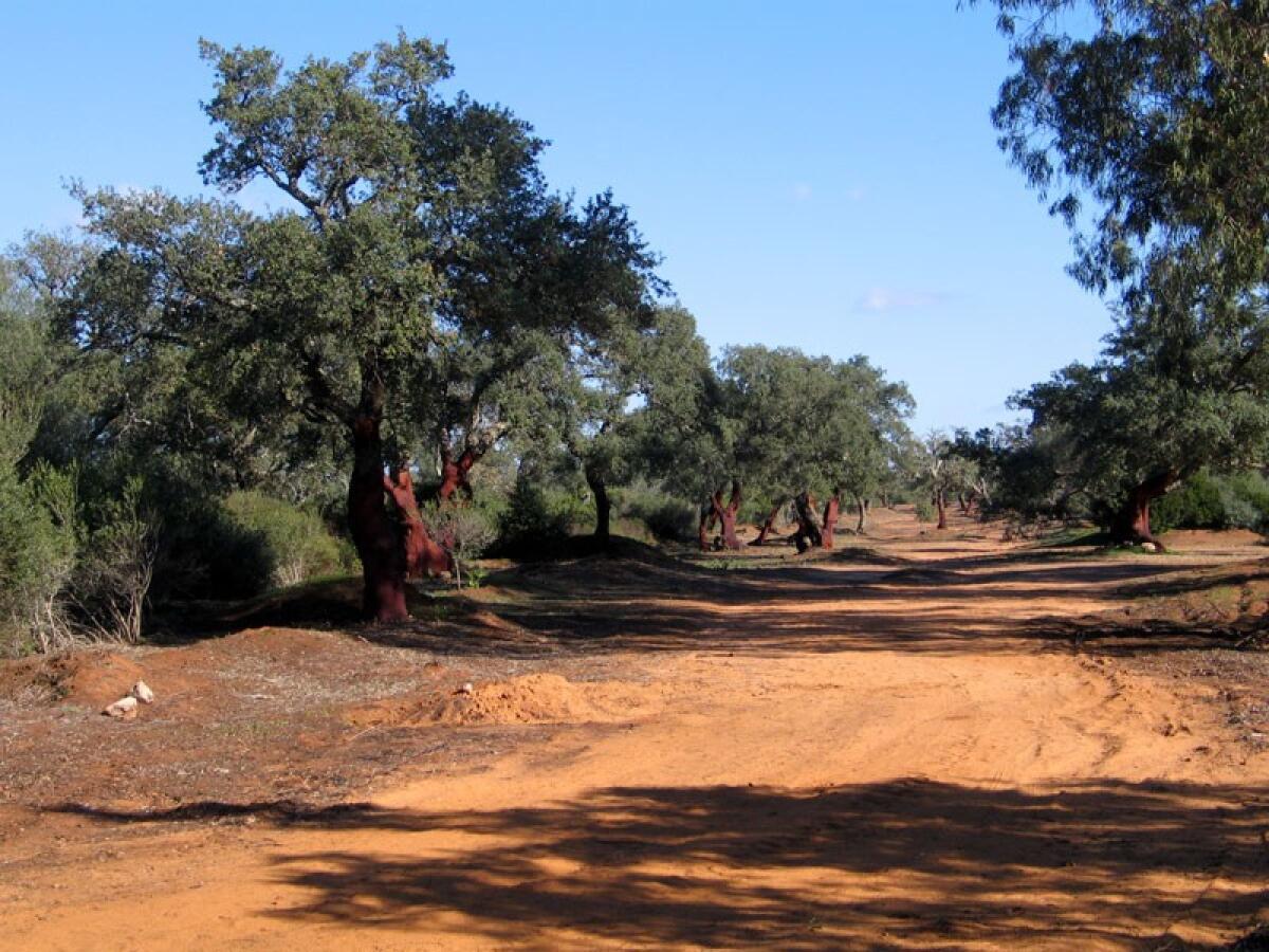 Caltagirone: richieste torrette elettroniche per prevenire gli incendi nel Bosco di Santo Pietro - 