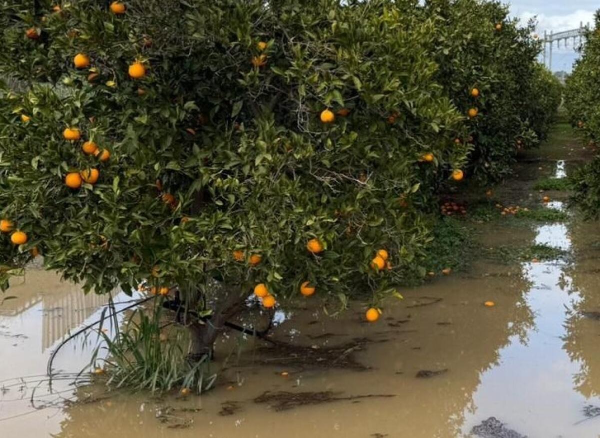 Ciclone Harry: scadenza imminente per la segnalazione danni in agricoltura delle imprese agricole - 