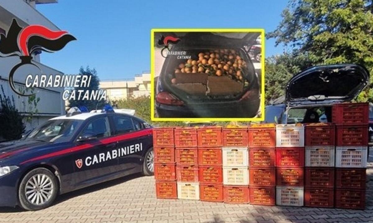 Ramacca: furto di agrumi nelle campagne del Calatino, arrestato un 54enne grazie alla segnalazione di un agricoltore - 