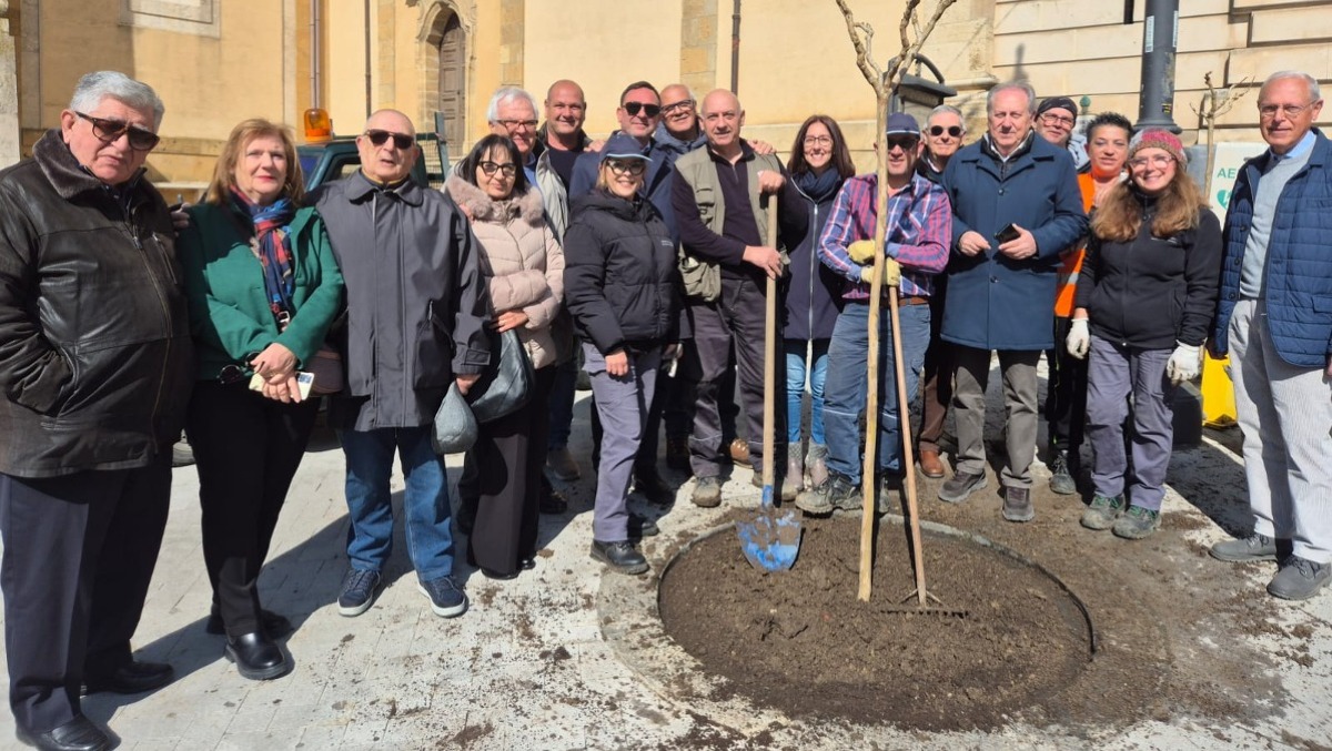 Caltagirone: Nuovi alberi in piazza Umberto - 
