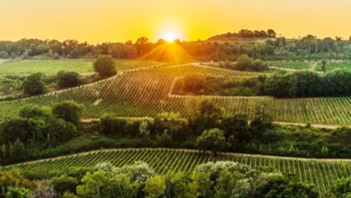 Agricoltura, produzione a basso impatto ambientale: finanziate tutte le domande - 