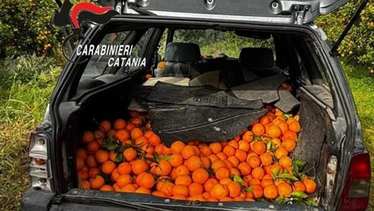 Mineo, rubano 500 chili di arance: tre catanesi in manette - 