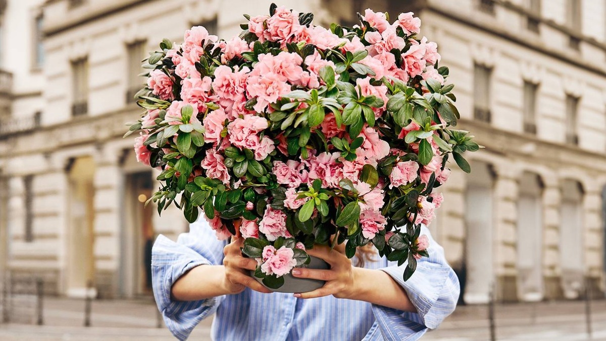 Vizzini, l'Azalea della Ricerca in piazza per la salute - 