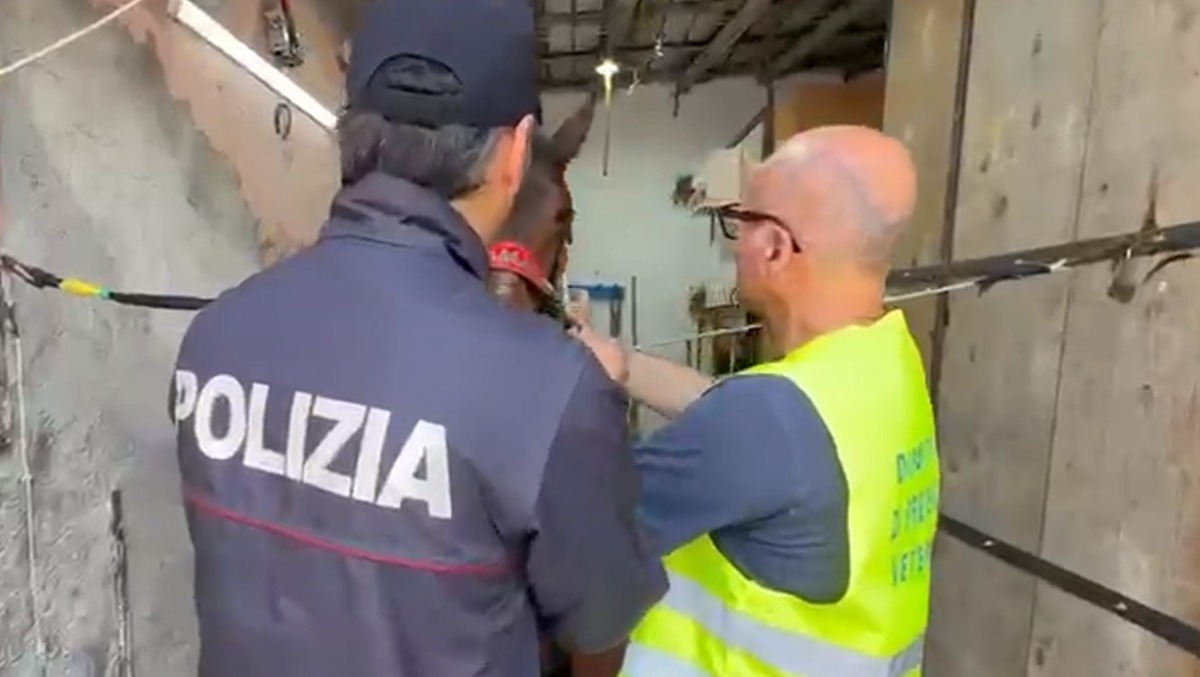 Palagonia, stop alle corse clandestine: sequestrati due cavalli