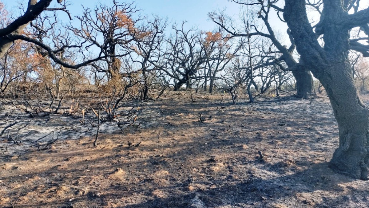 Incendi, Regione stanzia 25 milioni di euro per primi interventi - 