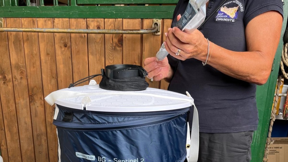 West Nile a Catania e provincia: prevenzione attiva e zero contagi - 