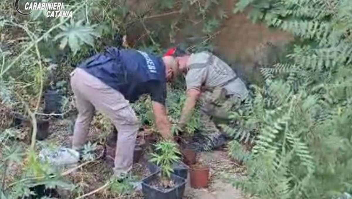 Palagonia, cannabis sotto il fico: denunciato un 32enne - 