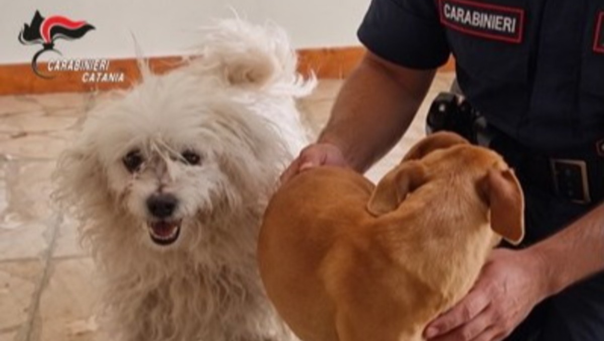 San Michele di Ganzaria: cani salvati dai Carabinieri - 
