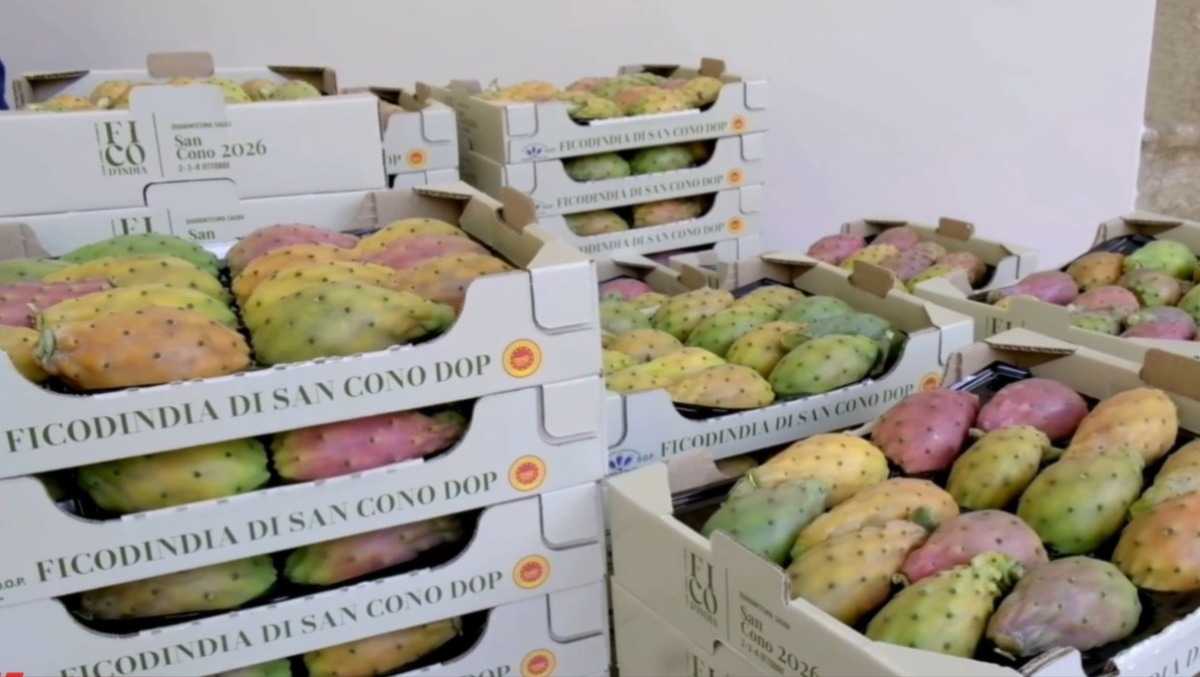 San Cono: domani al via la 40ª Sagra del Ficodindia - 