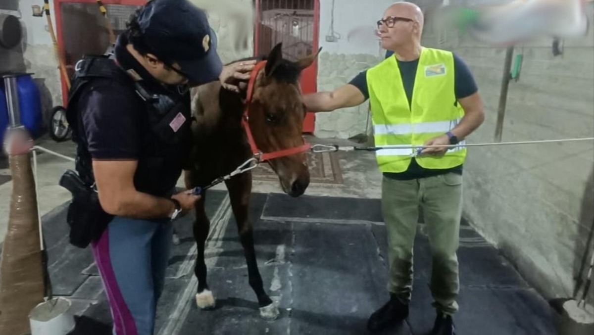 Catania: salvato il secondo cavallo della corsa clandestina - 