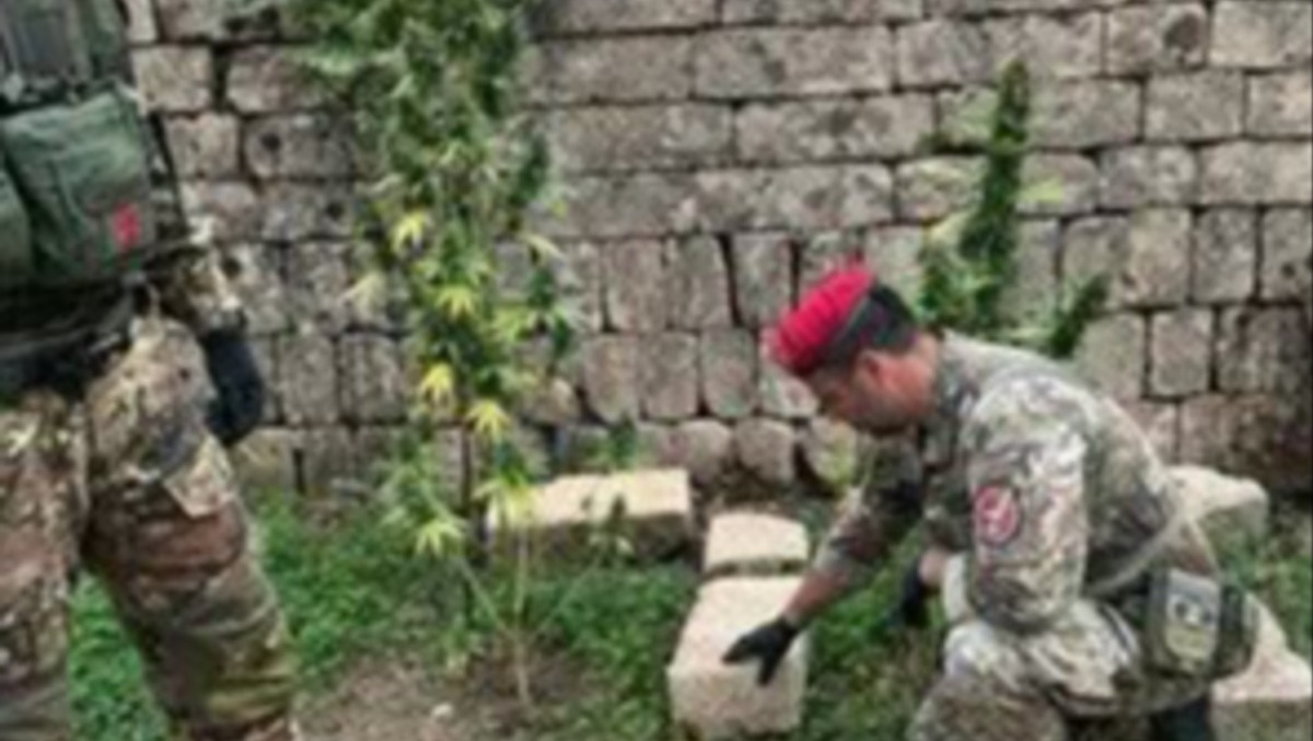 Militello, piante di cannabis in campagna: un denunciato - 